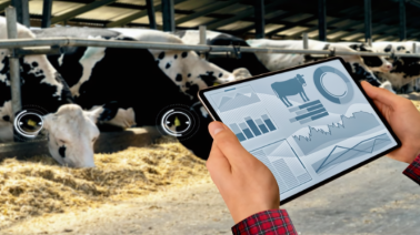 How AI-Powered Dairy ERP Systems are Transforming Dairy Farming