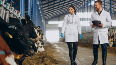 How PiERP Transforms Dairy Industry Operations for Maximum Efficiency